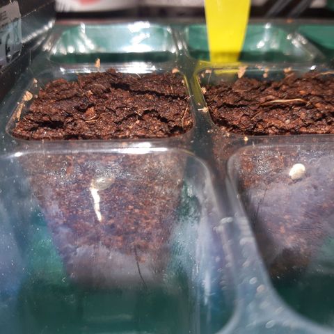 nordi #1 growlog timeline photo