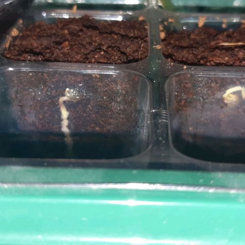 nordi #1 growlog timeline photo