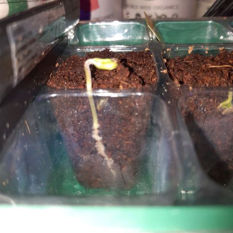 nordi #1 growlog timeline photo