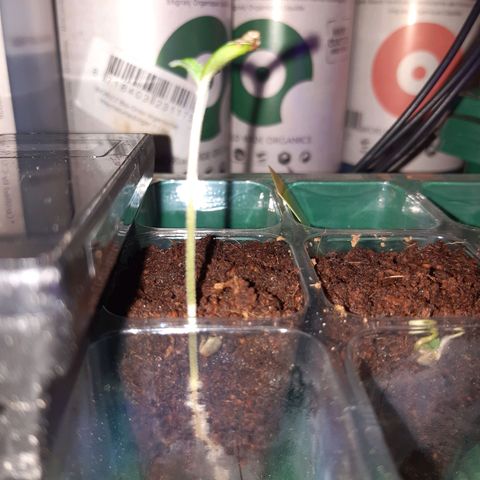 nordi #1 growlog timeline photo