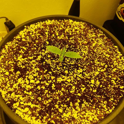 nordi #1 growlog timeline photo