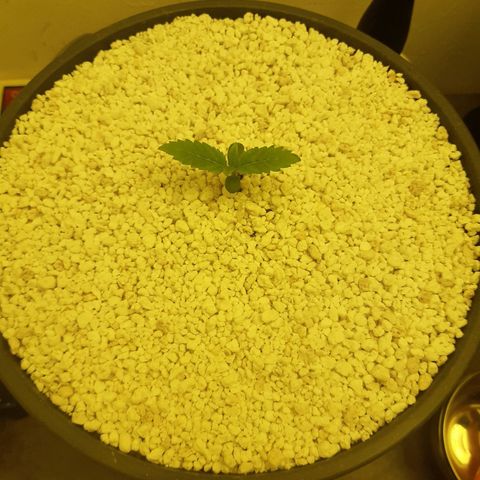 nordi #1 growlog timeline photo