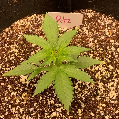 Runtz growlog timeline photo