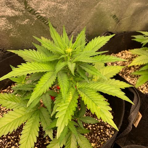 Runtz growlog timeline photo