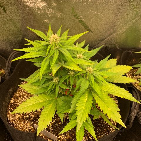 Runtz growlog timeline photo