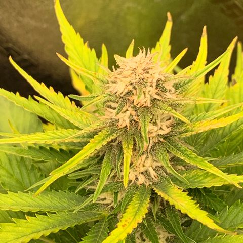 Runtz growlog timeline photo