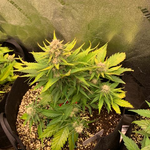 Runtz growlog timeline photo