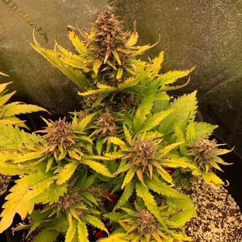 Runtz growlog timeline photo