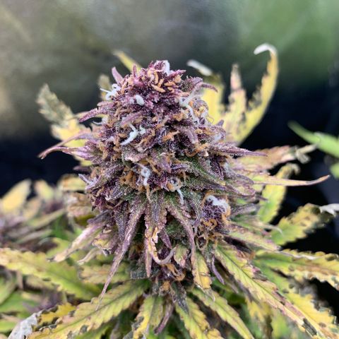 Runtz growlog timeline photo
