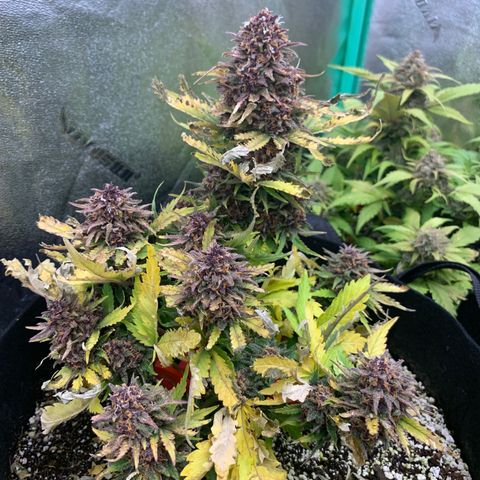 Runtz growlog timeline photo