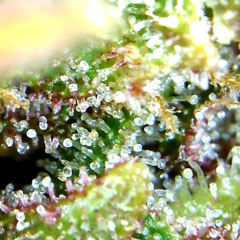 Runtz growlog timeline photo