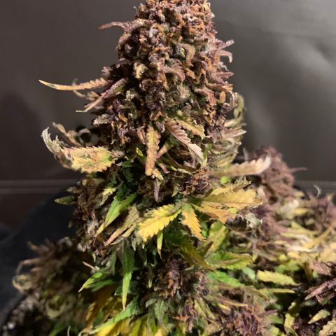 Runtz growlog timeline photo