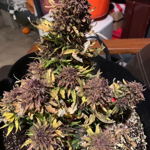 Runtz growlog timeline photo