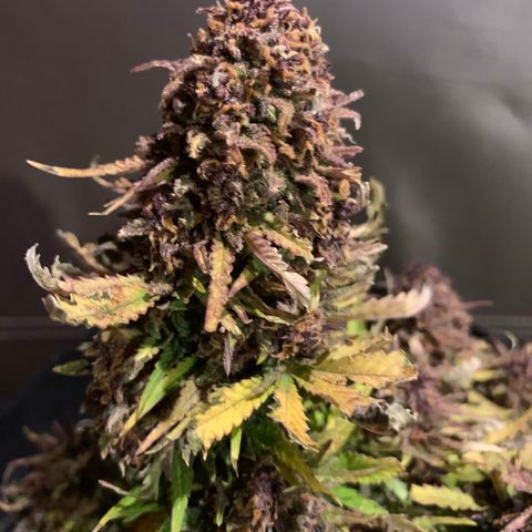 Runtz growlog timeline photo
