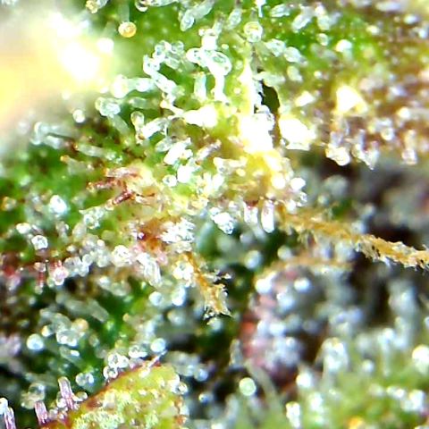 Runtz growlog timeline photo
