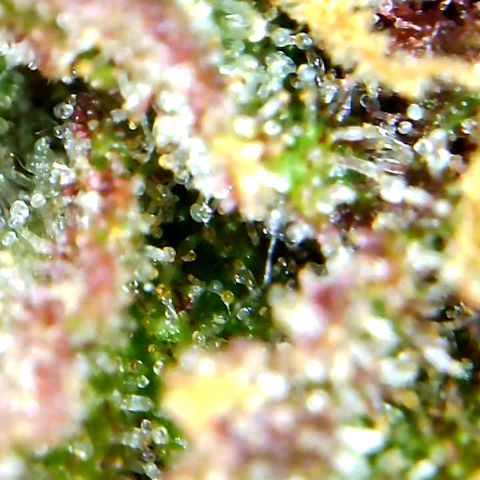 Runtz growlog timeline photo