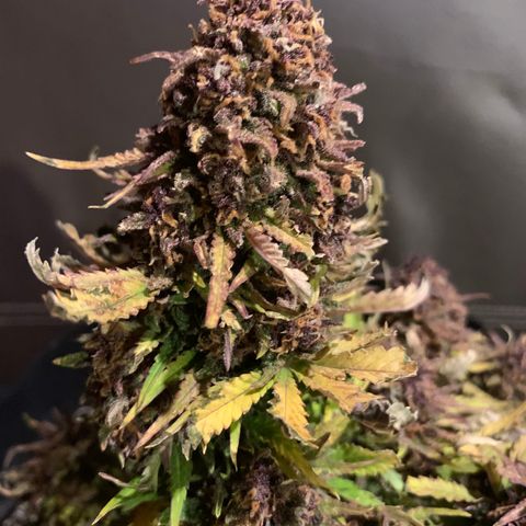 Runtz growlog timeline photo