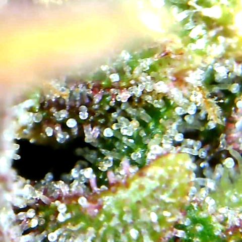 Runtz growlog timeline photo
