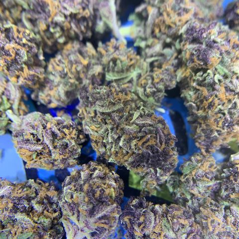 Runtz growlog timeline photo