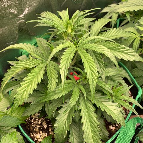 Double Grape  growlog timeline photo