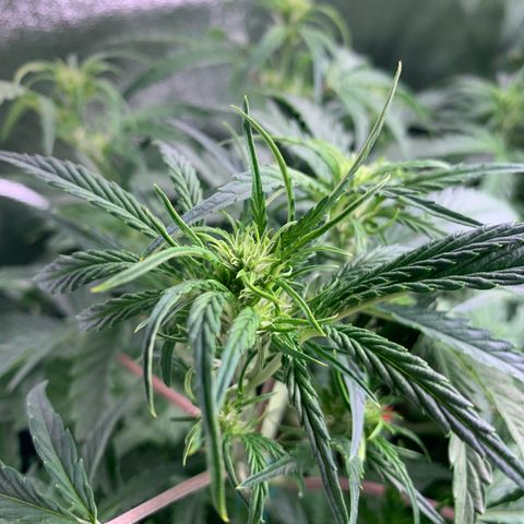 Double Grape  growlog timeline photo