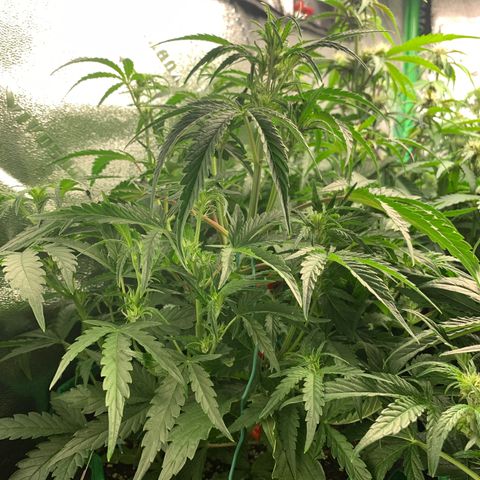 Double Grape  growlog timeline photo