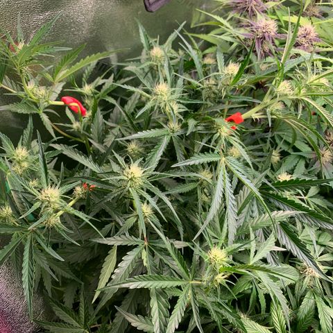 Double Grape  growlog timeline photo