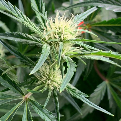 Double Grape  growlog timeline photo