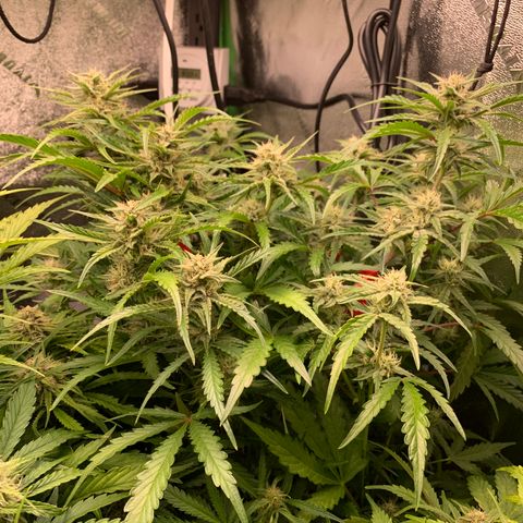 Double Grape  growlog timeline photo