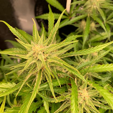 Double Grape  growlog timeline photo