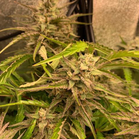 Double Grape  growlog timeline photo