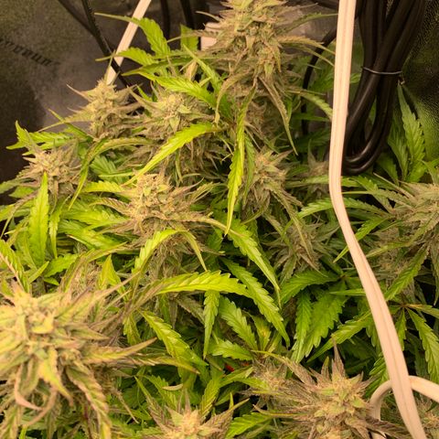 Double Grape  growlog timeline photo