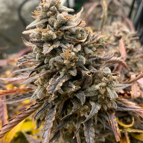 Double Grape  growlog timeline photo