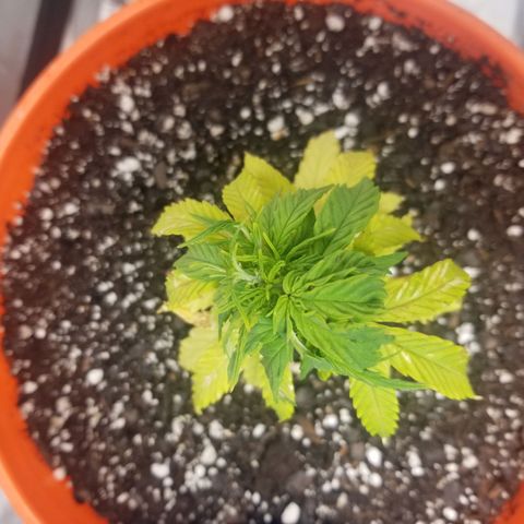 Unknown 1 growlog photo: transplanted today
