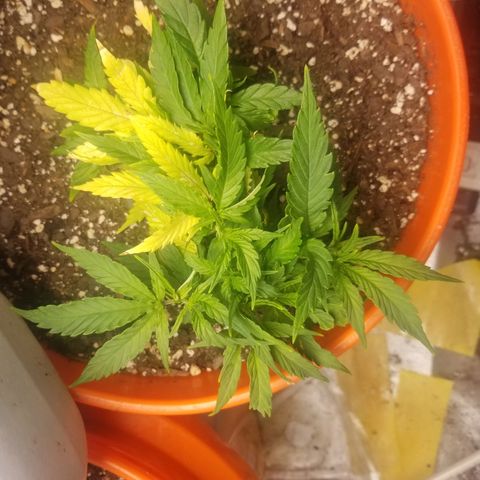 Unknown 1 growlog timeline photo