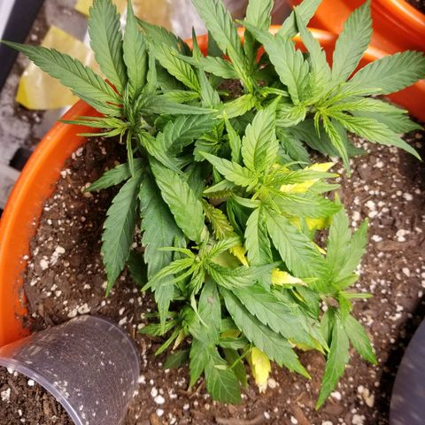 Unknown 1 growlog timeline photo