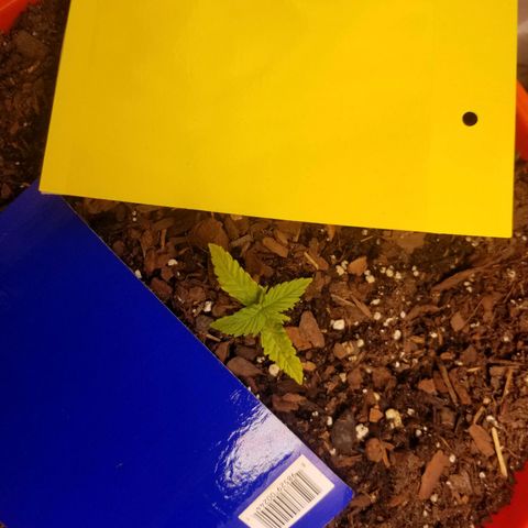 SMO3 growlog timeline photo