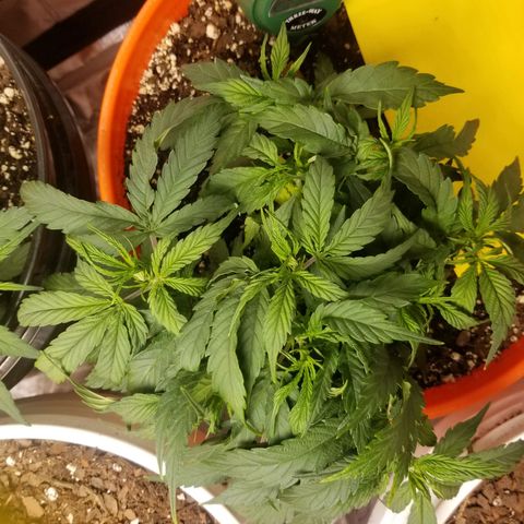 Unknown 1 growlog timeline photo