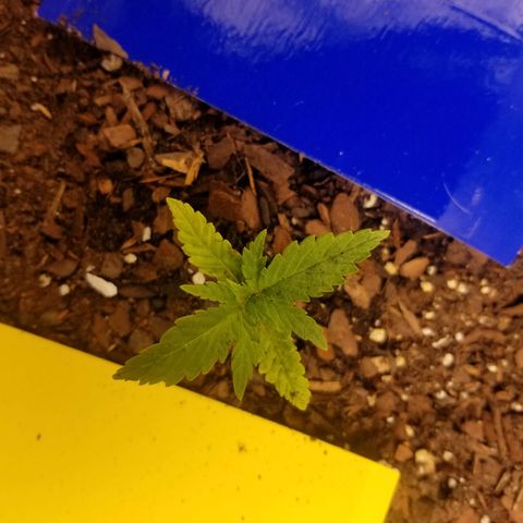 SMO3 growlog timeline photo