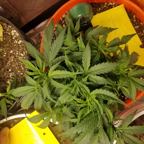 Unknown 1 growlog timeline photo