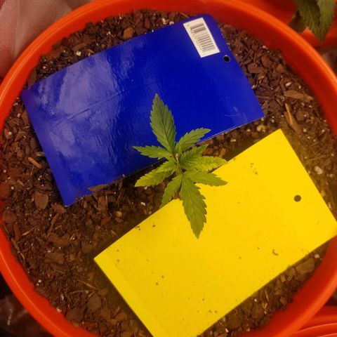 SMO3 growlog timeline photo