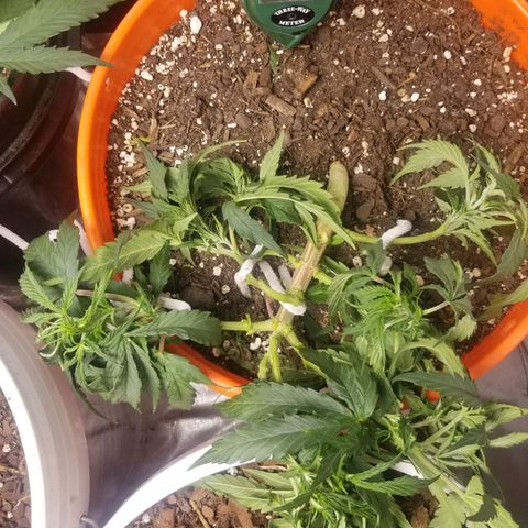 Unknown 1 growlog timeline photo