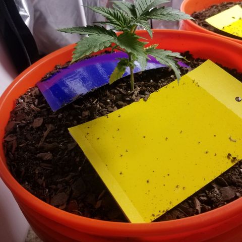 SMO3 growlog timeline photo