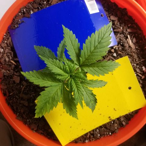 SMO3 growlog timeline photo