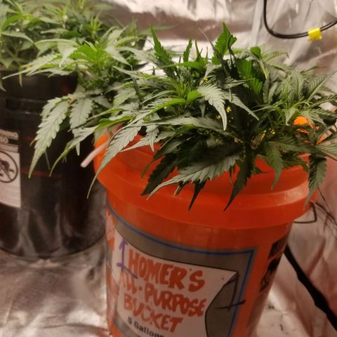 Unknown 1 growlog timeline photo