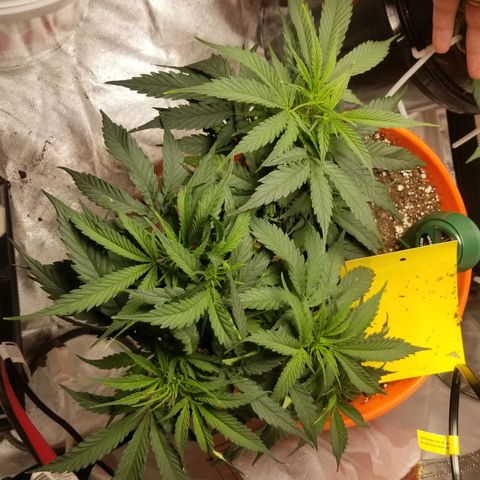Unknown 1 growlog timeline photo