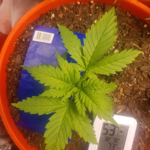 SMO3 growlog timeline photo