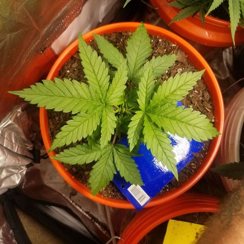 SMO3 growlog timeline photo