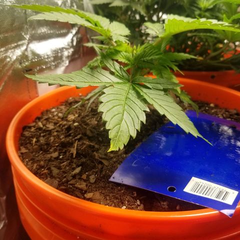 SMO3 growlog timeline photo
