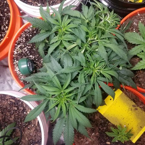 Unknown 1 growlog timeline photo